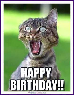 Happy Birthday Memes With Funny Cats, Dogs And Animals