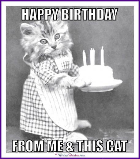 Happy Birthday Memes With Funny Cats, Dogs And Animals